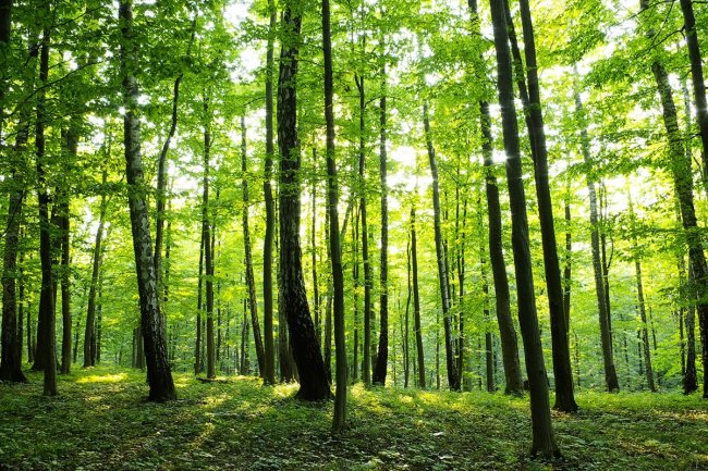 Gesunder Wald in Österreich